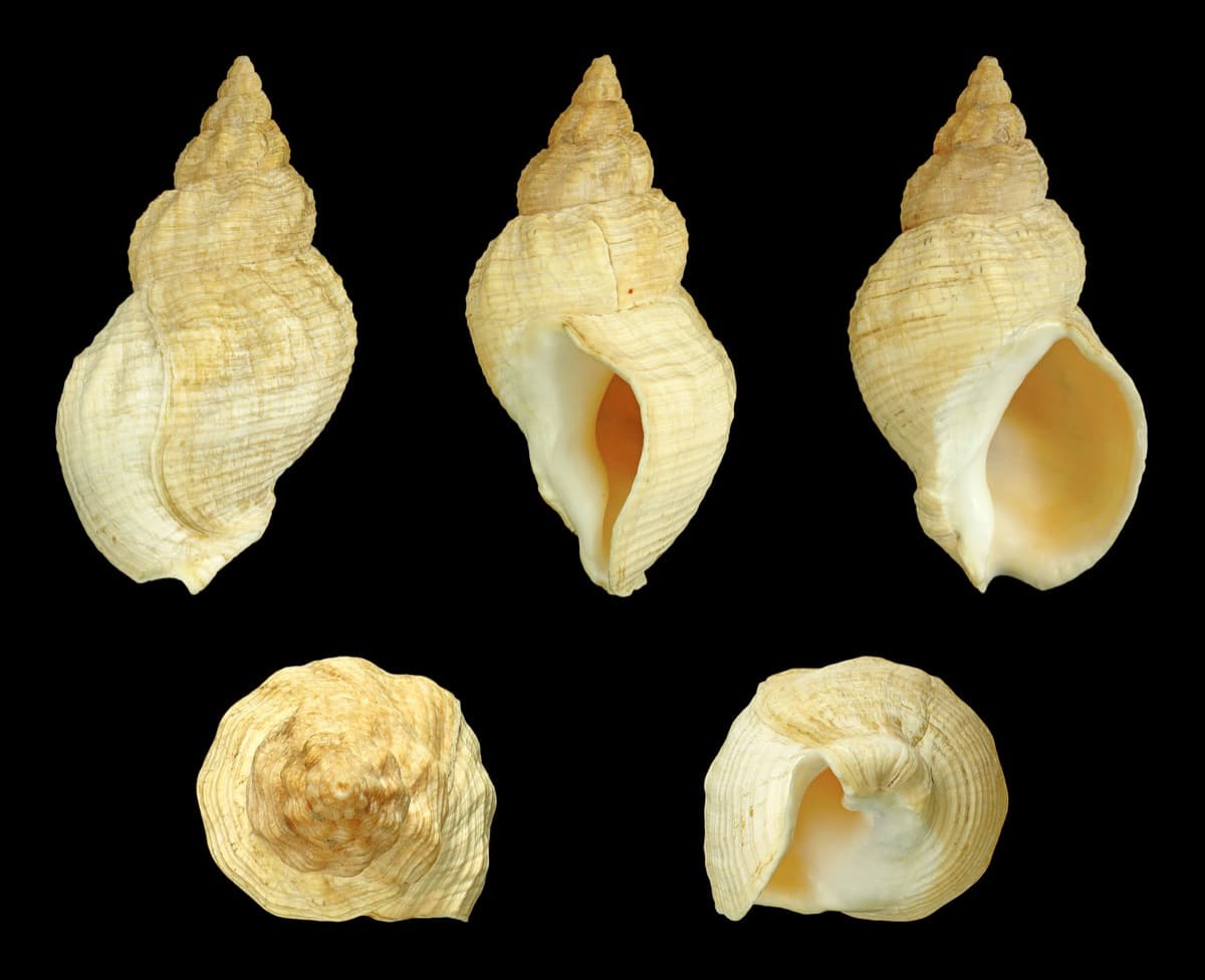 Gehäuse einer Wellhornschnecke (Buccinum undatum), spiralförmig gedreht, mit feiner Längsrillen-Struktur, 9 cm Länge.
