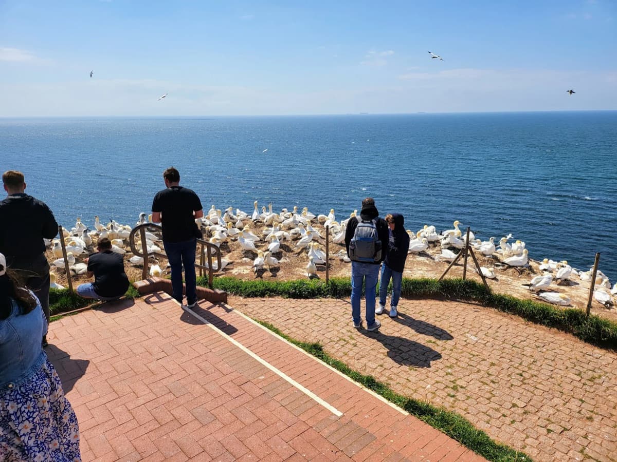Der Lummenfelsen vom Aussichtspunkt aus, mit Besuchern am Geländer und einer großen Kolonie weißer Basstölpel auf den Felsabsätzen. Blauer Himmel, ruhiges Meer.