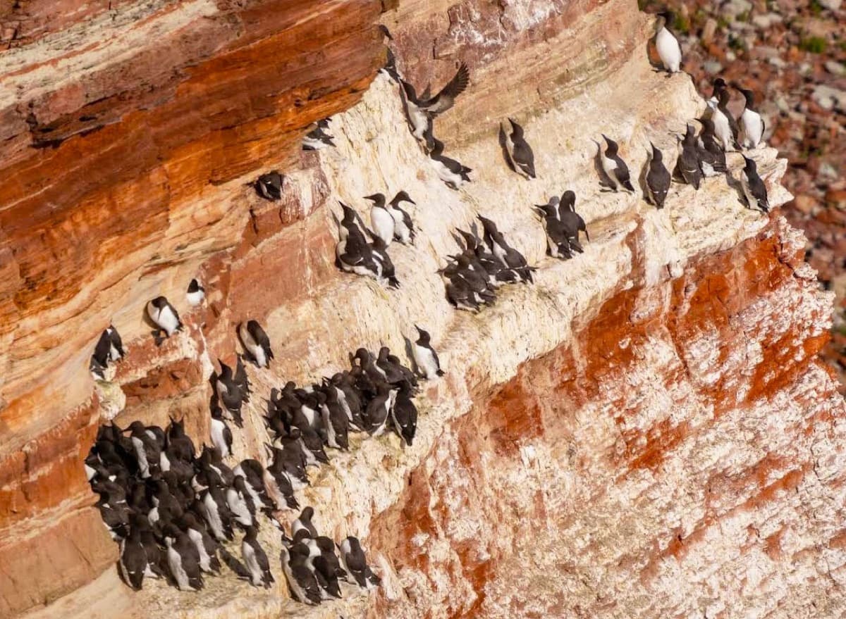 Brutkolonie von Trottellummen auf dem roten Buntsandstein des Lummenfelsens. Hunderte schwarz-weiße Vögel sitzen dicht gedrängt auf den schmalen Felsabsätzen.